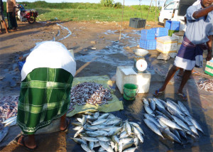 Kingdom Ayurveda Resort - Marché aux poissons, Matara - Sri Lanka