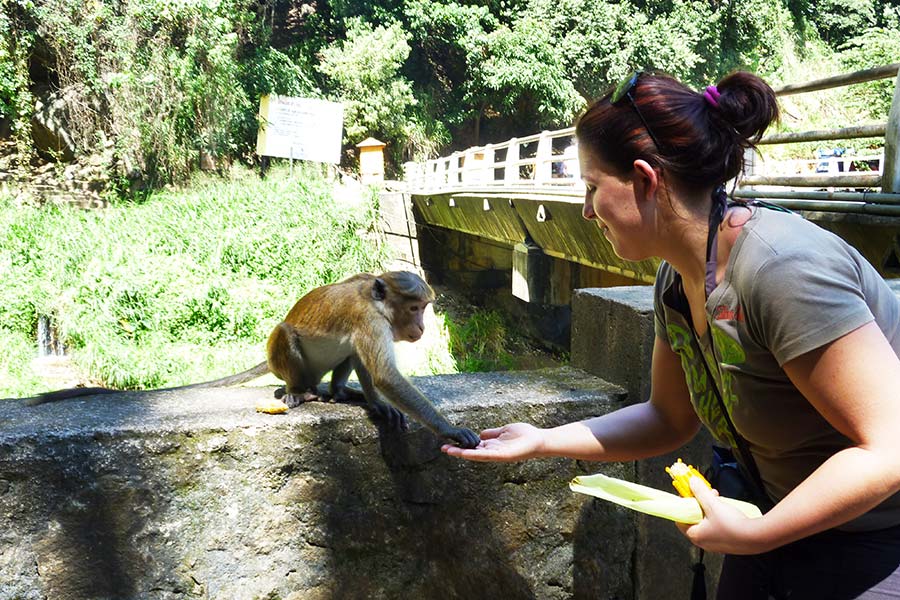 royaume-ayurveda-resort-parc-naturel-sri-lanka