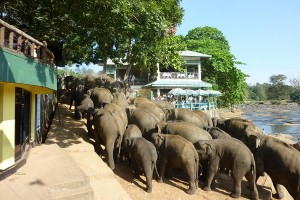 Kingdom Ayurveda Resort - Elephants, Sri Lanka