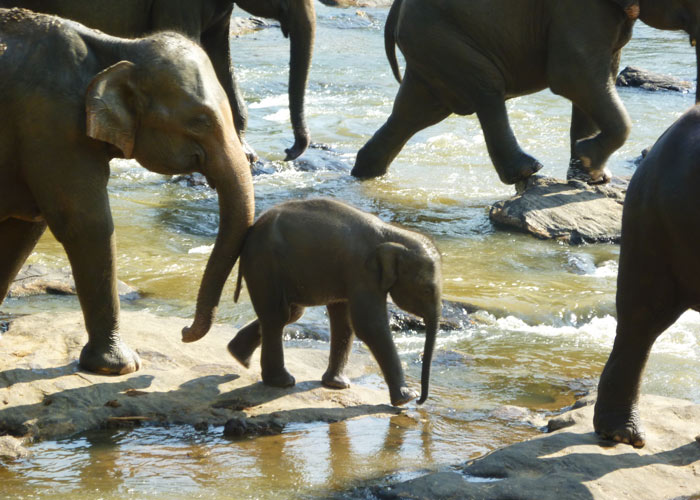 kráľovstvo-ájurvéda-resort-sri-lanka-Yala-nationalpark